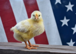 photo: baby chick standing in front of a flag